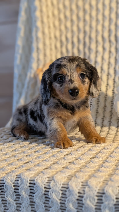 MINI DACHSHUND (JAN 01) FEMALES