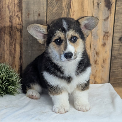 CORGI (JAN 05) MALES