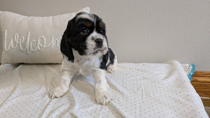 COCKER SPANIEL (02/14) FEMALE