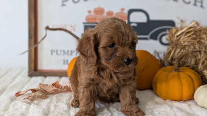 MINI GOLDENDOODLE (AUG 13) 6 MALES/3 FEMALES