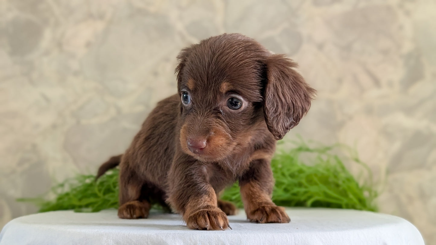 MINI DACHSHUND (APR 29) FEMALES