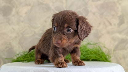 MINI DACHSHUND (APR 29) FEMALES