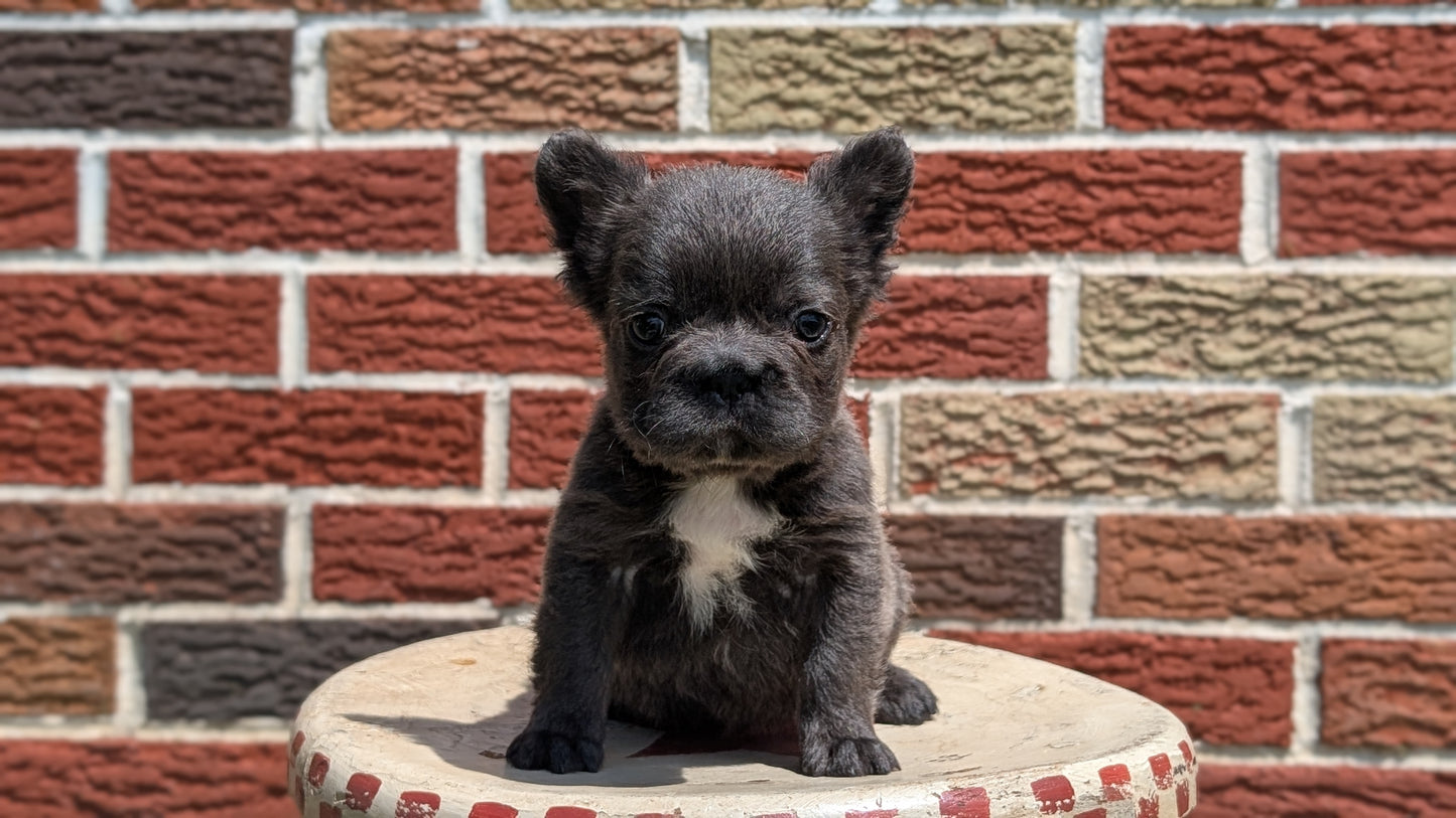 FRENCH BULLDOG (MAR 09) FEMALES