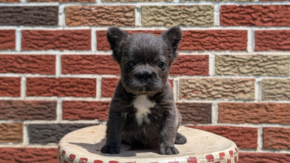 FRENCH BULLDOG (MAR 09) FEMALES