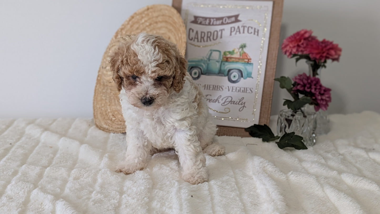 MINI POODLE (06/29) FEMALE