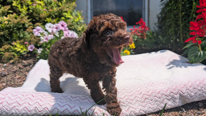 TOY POODLE (06/23) FEMALE
