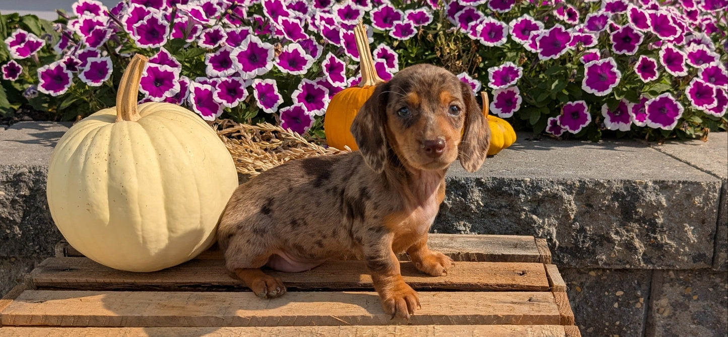 MINI DACHSHUND (08/19) FEMALE