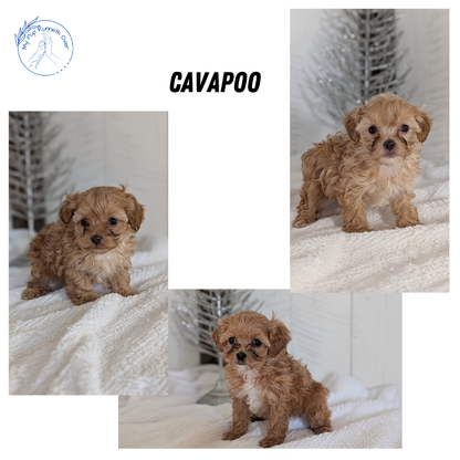 CAVAPOO (NOV 08) FEMALE