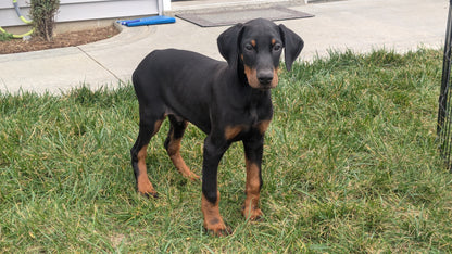 DOBERMAN PINSCHER (08/11) MALE