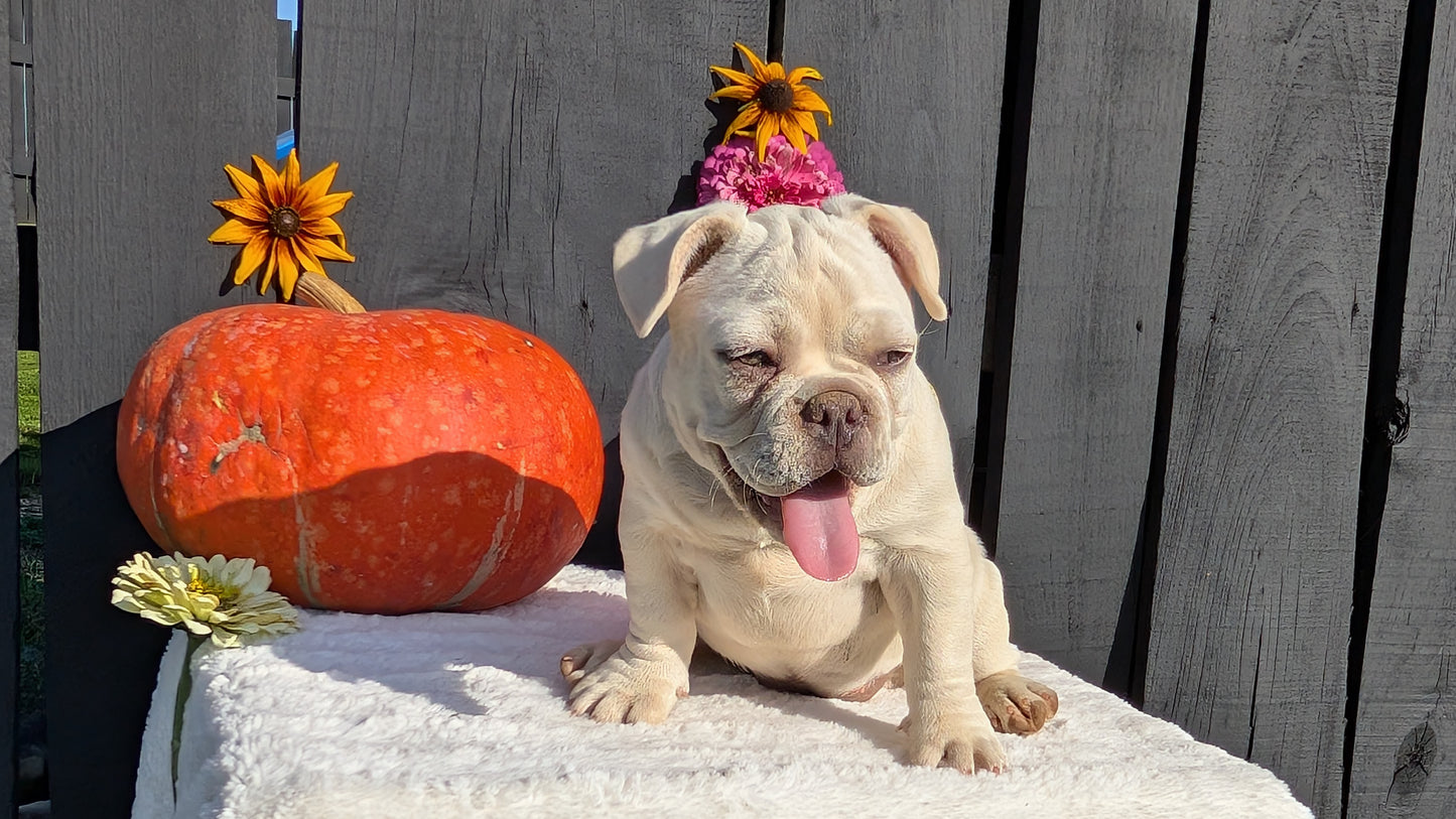 FRENCH BULLDOG (07/08) FEMALE
