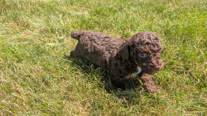 TOY POODLE (06/30) MALE