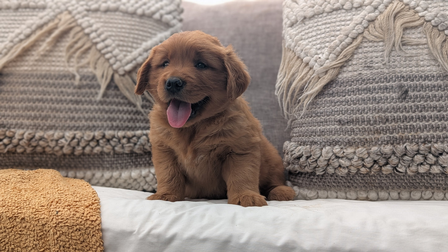 GOLDEN RETRIEVER (JUL 01) MALES