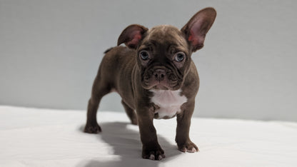 FRENCHTON (NOV 15) FEMALES