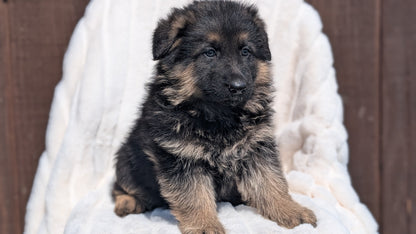 GERMAN SHEPHERD (MAR 28) MALES