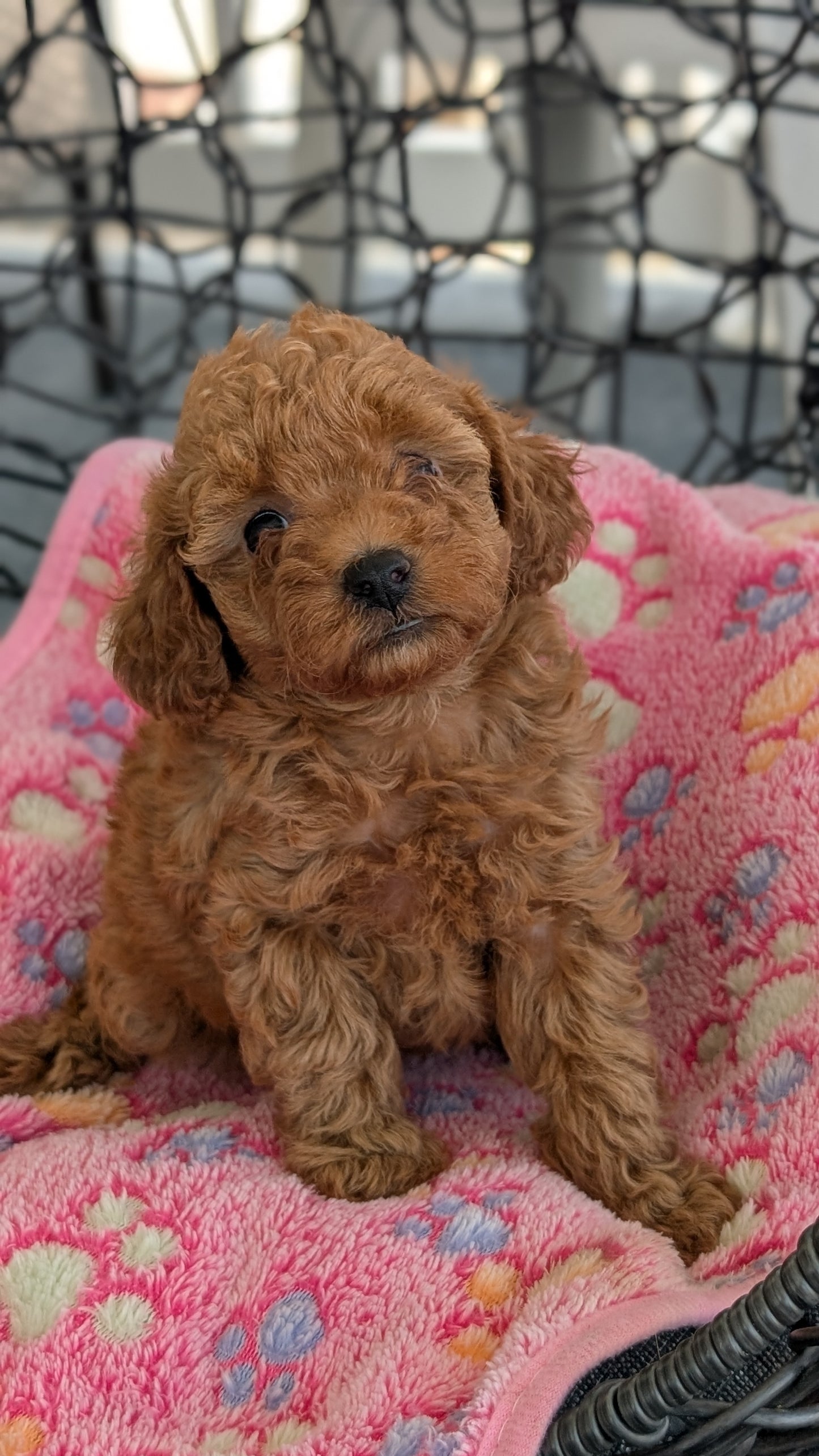 TOY POODLE (JUN 22) FEMALES