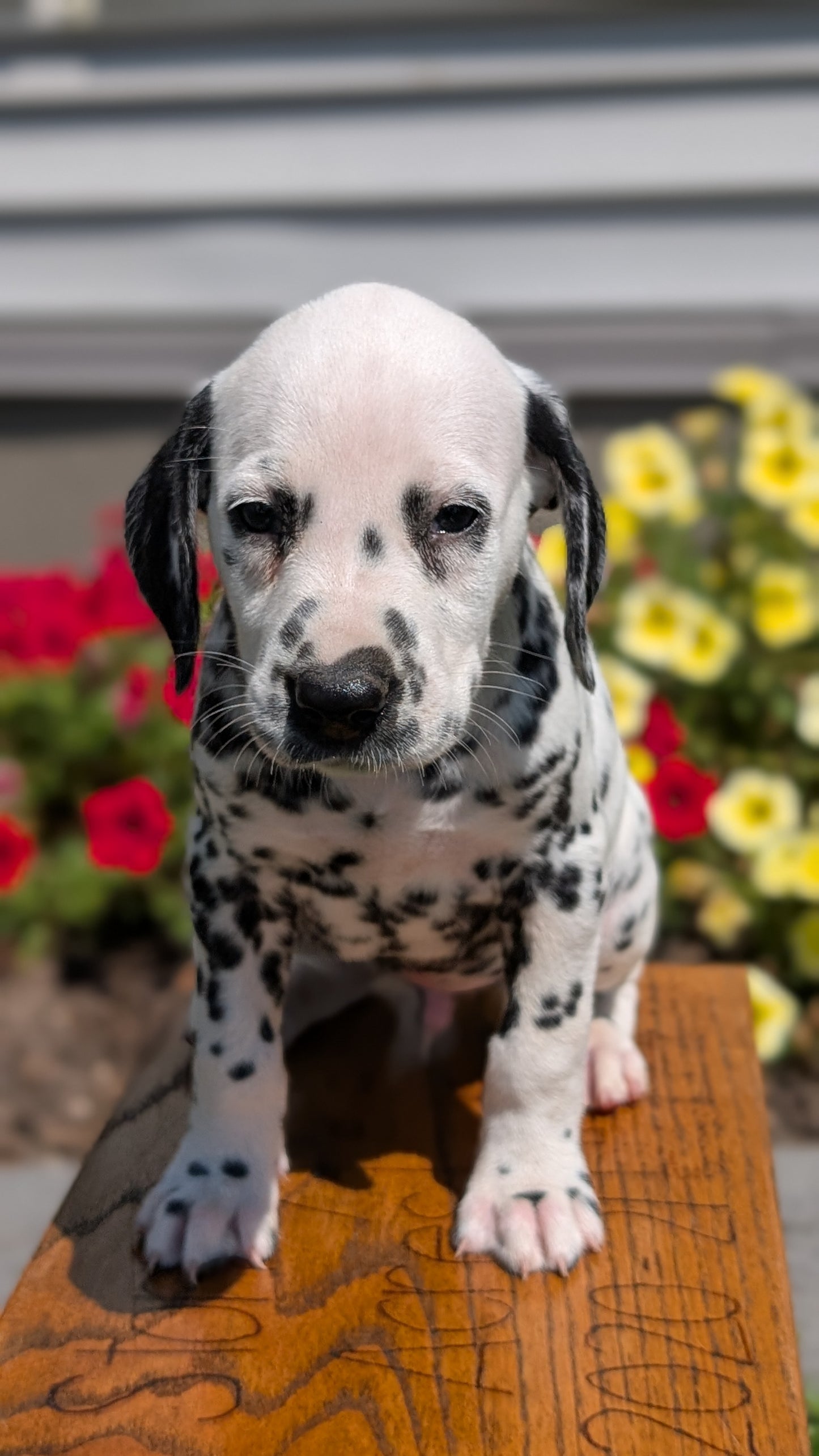 DALMATIAN (JUN 29) MALES