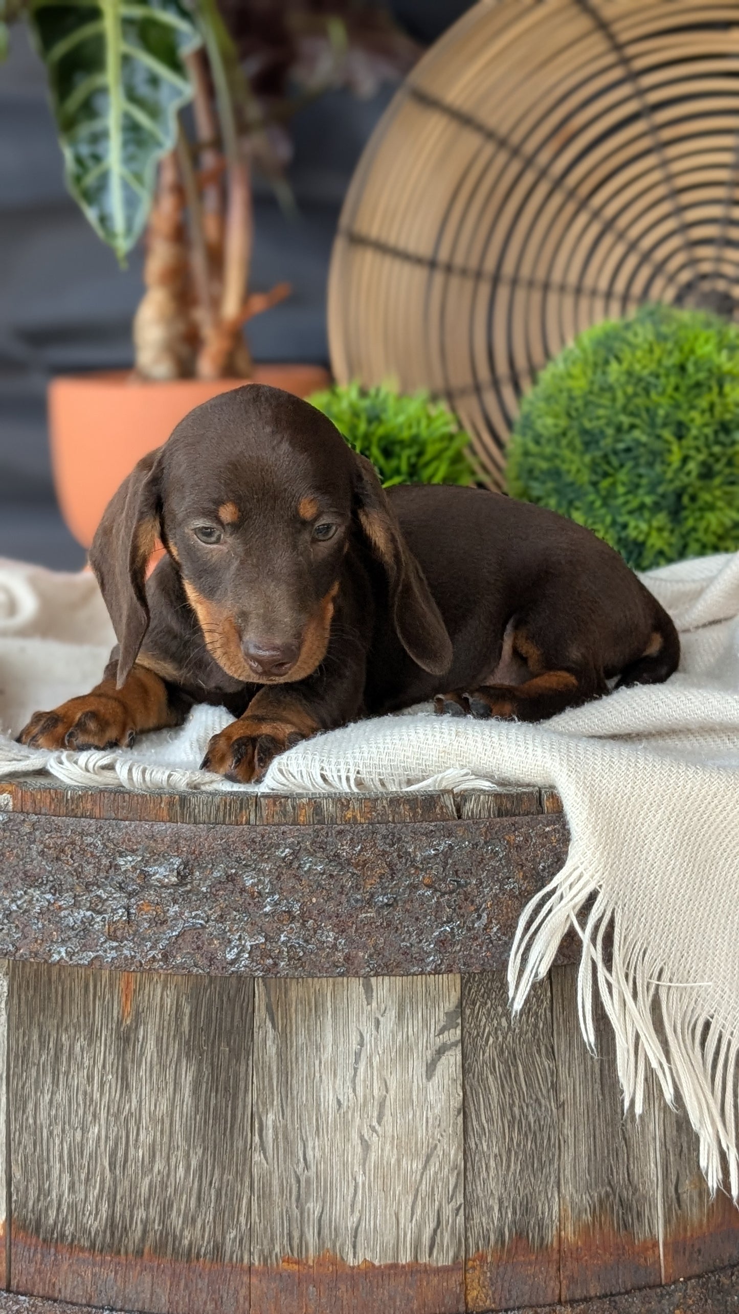 MINI DACHSHUND (MAY 26) MALE