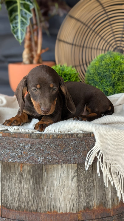 MINI DACHSHUND (MAY 26) MALE