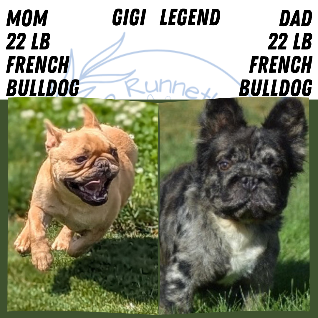 FRENCH BULLDOG (MAY 26) MALE