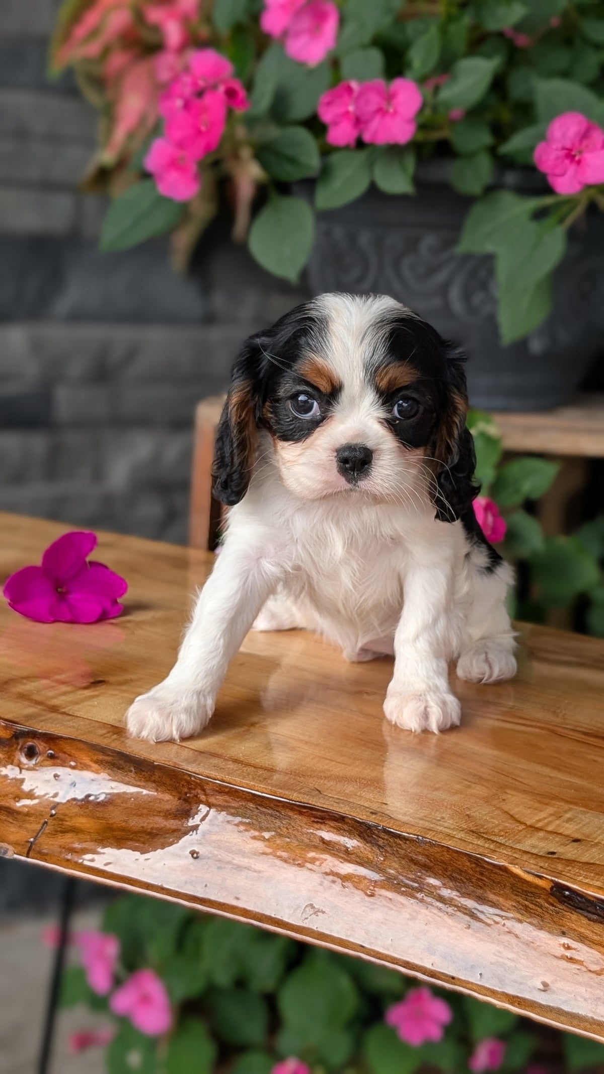 CAVALIER (JUL 29) 3 FEMALES