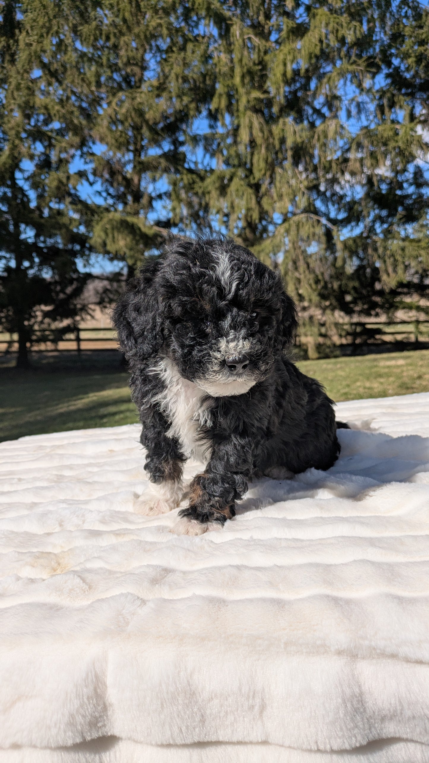 MINI BERNEDOODLE (02/09) MALE