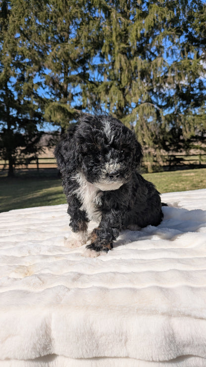 MINI BERNEDOODLE (02/09) MALE