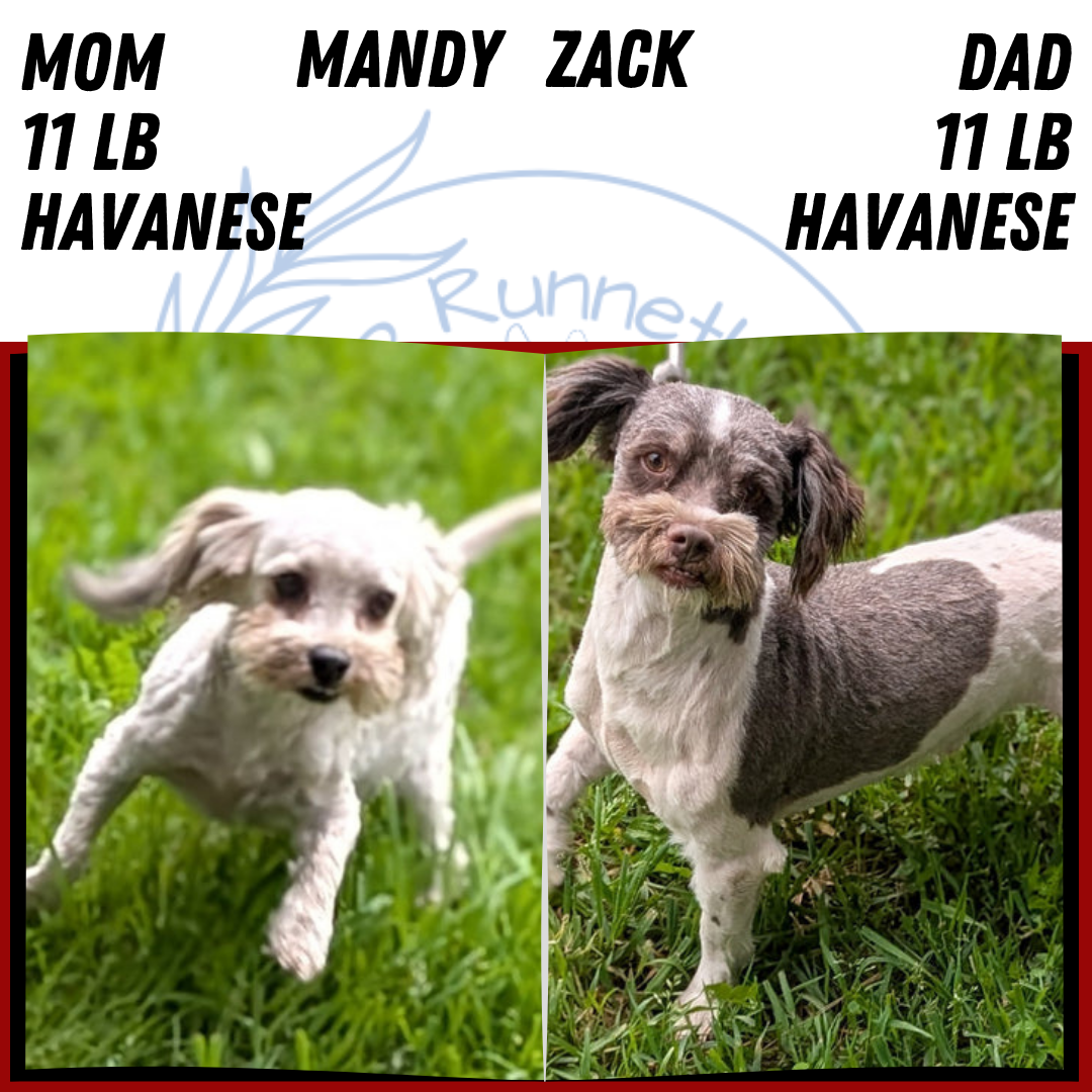 HAVANESE (MAY 14) FEMALES