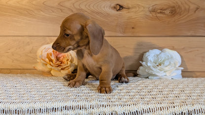 MINI DACHSHUND (JUL 30) 4 MALES/1 FEMALE
