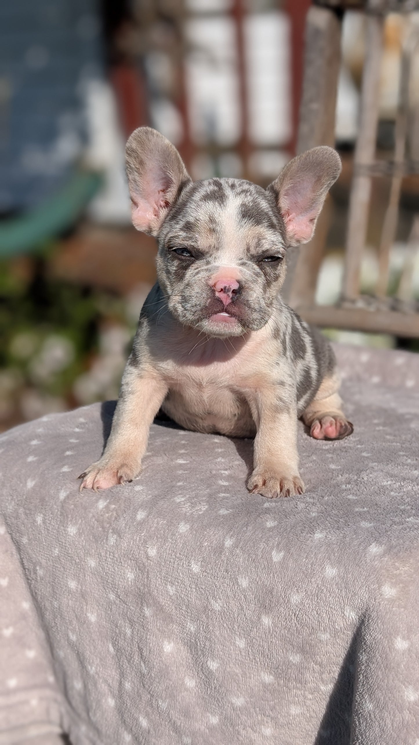 FRENCH BULLDOG (07/29) MALE