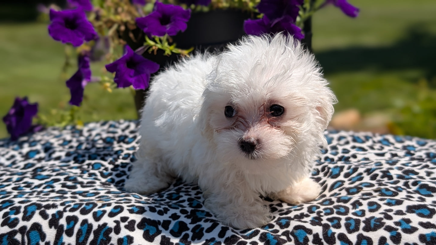 MALTESE (JUN 13) FEMALES