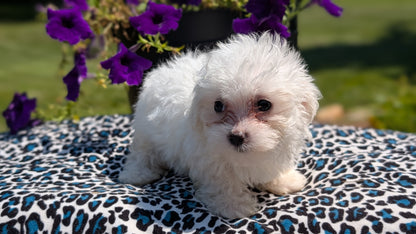 MALTESE (JUN 13) FEMALES