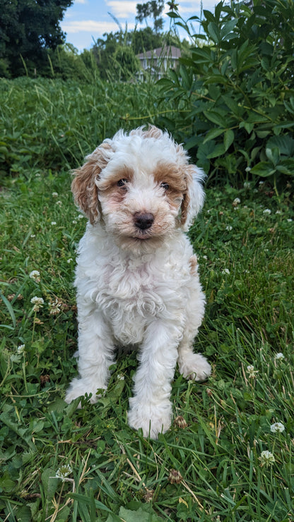 MINI POODLE (04/27) FEMALE