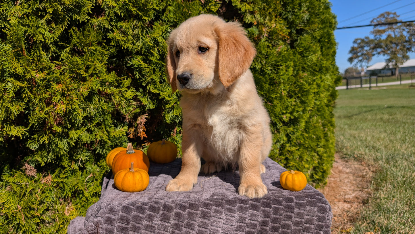 GOLDEN RETRIEVER (08/14) MALE