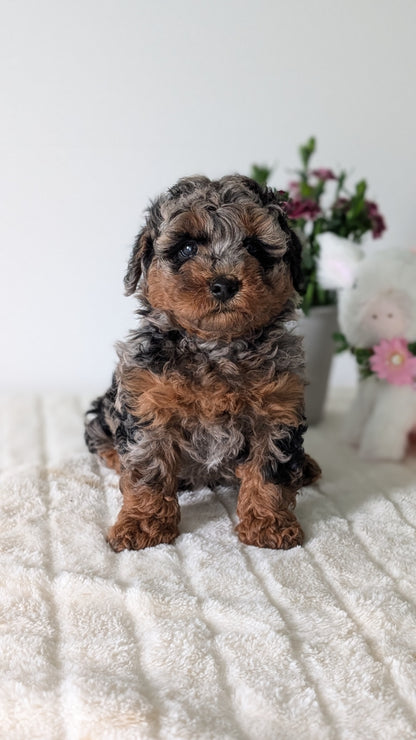 MINI POODLE (MAR 11) MALE