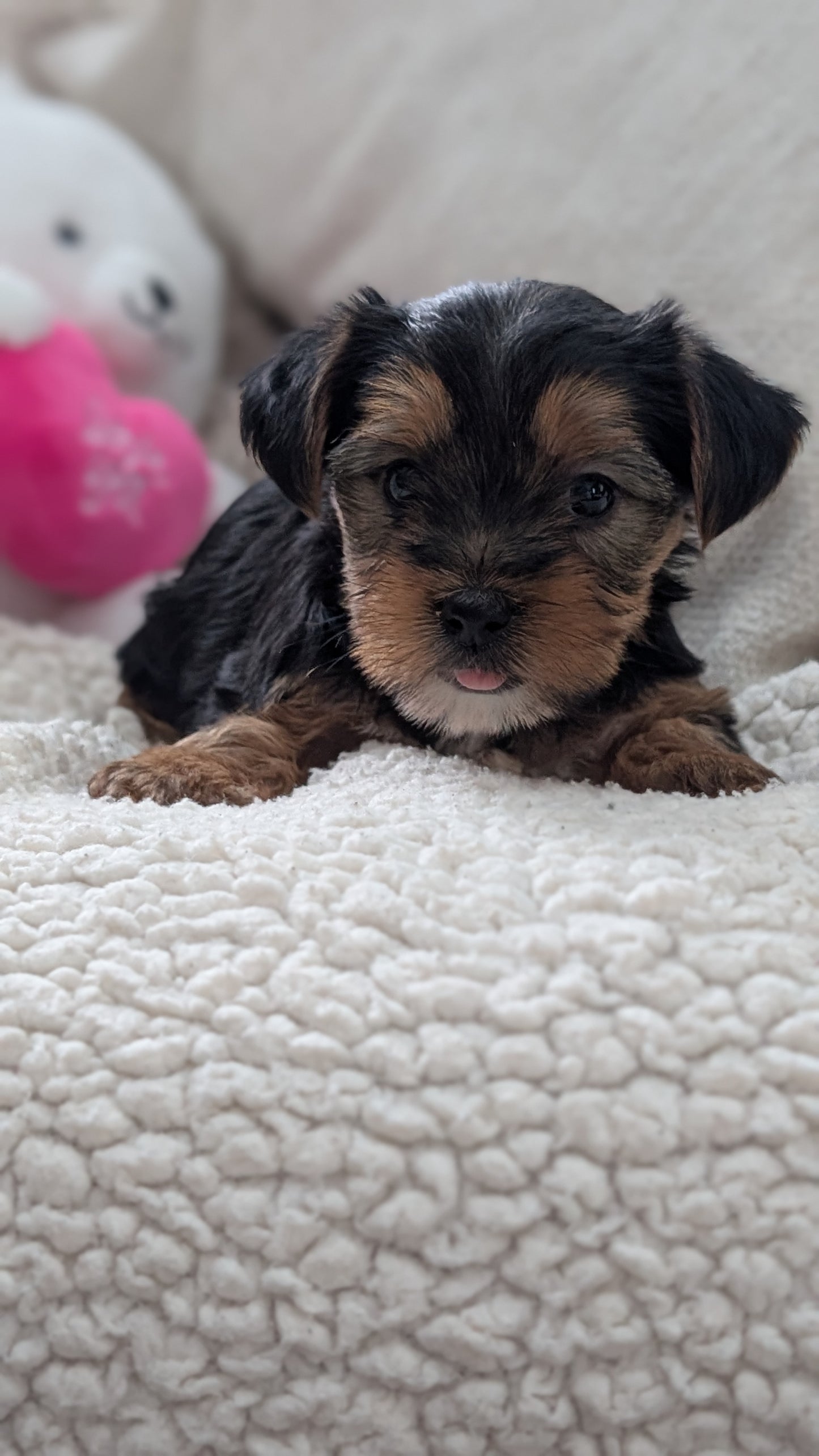 YORKSHIRE TERRIER (DEC 24) MALES