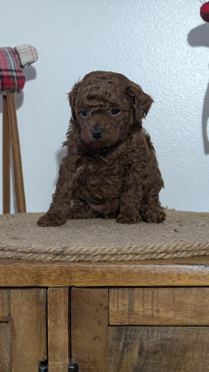 MINI POODLE (NOV 14) MALES