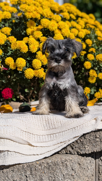 MINI SCHNAUZER (08/06) MALE