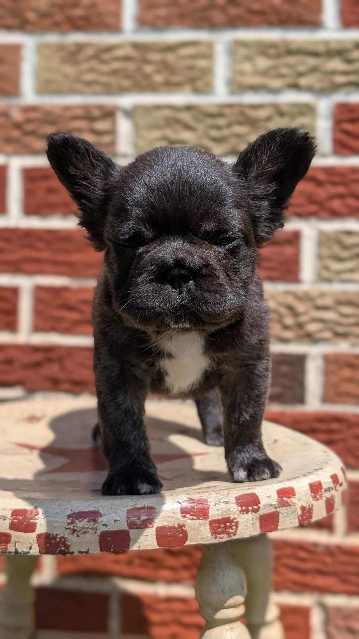 FRENCH BULLDOG (MAR 09) FEMALES