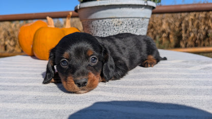 MINI DACHSHUND (09/01) MALE
