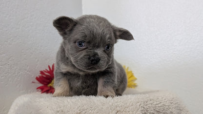 FRENCH BULLDOG (FEB 21) MALES