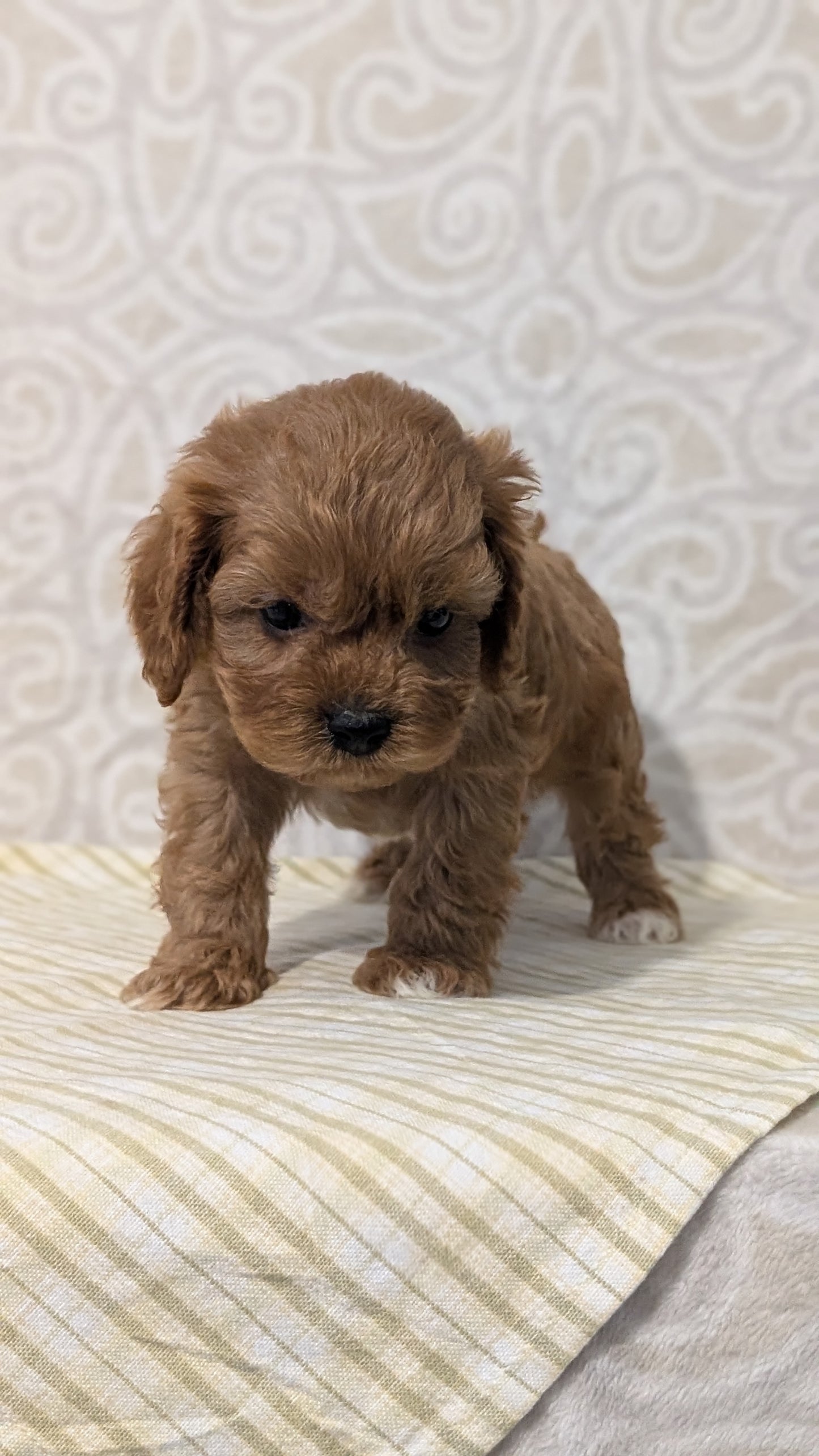 CAVAPOO (JAN 29) MALES