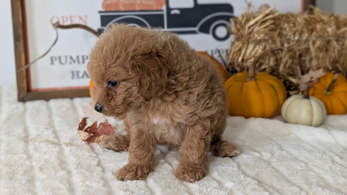 MINI GOLDENDOODLE (AUG 13) 6 MALES/3 FEMALES