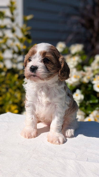 CAVAPOO (AUG 20) 2 MALES/1 FEMALE