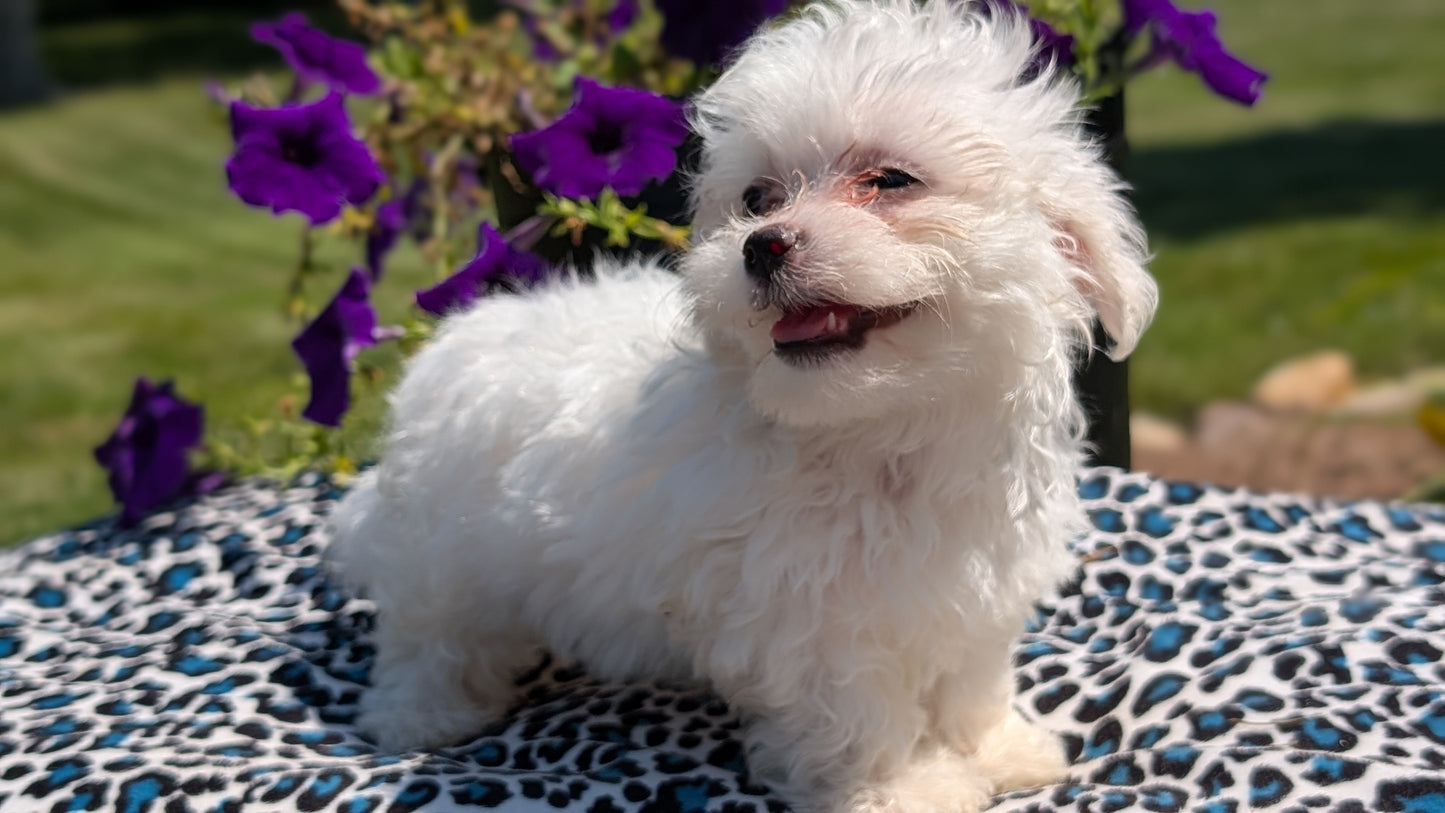 MALTESE (JUN 13) FEMALES
