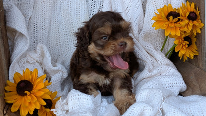 COCKAPOO (06/02) FEMALE