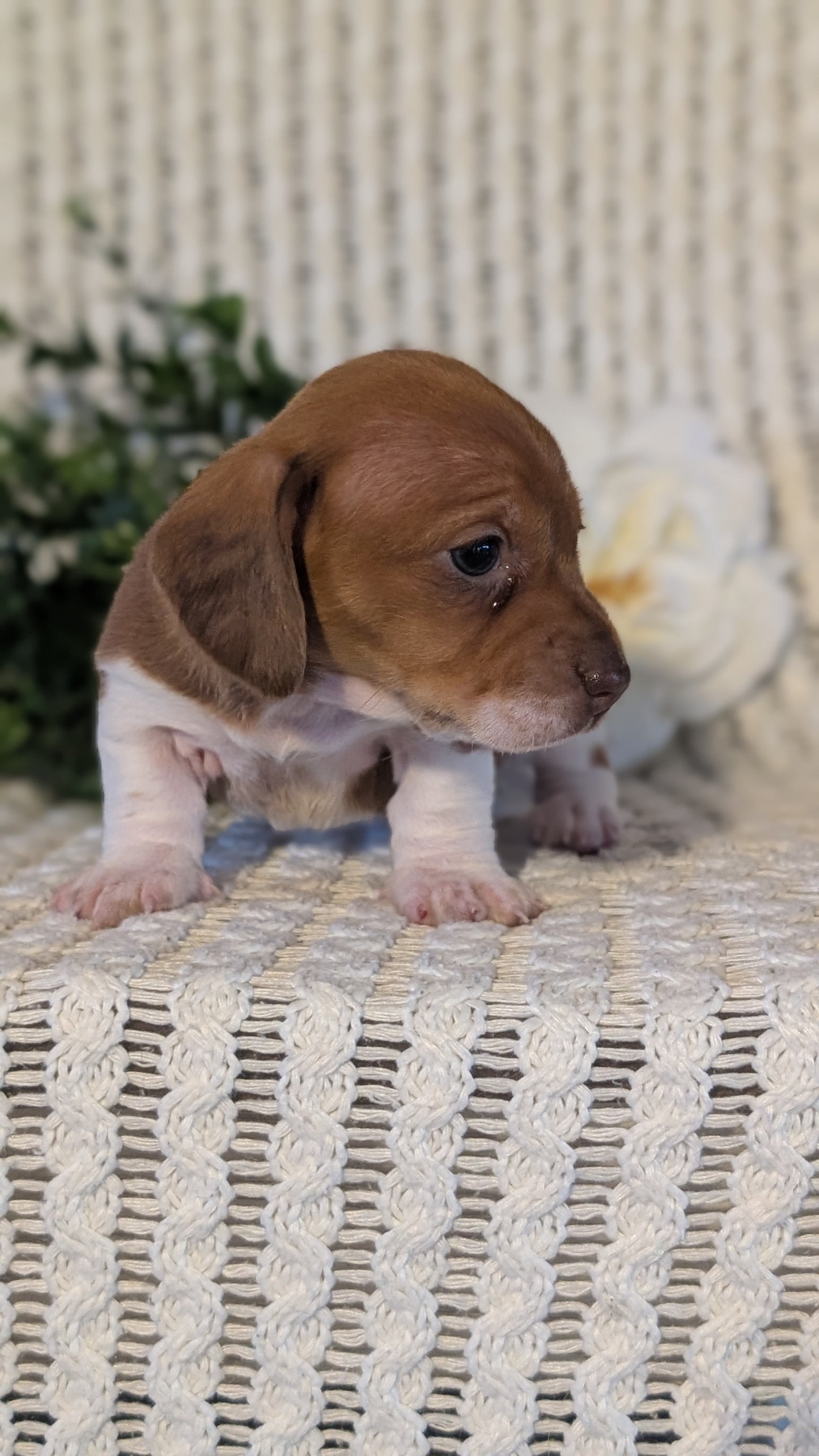 MINI DACHSHUND (JAN 16) FEMALES