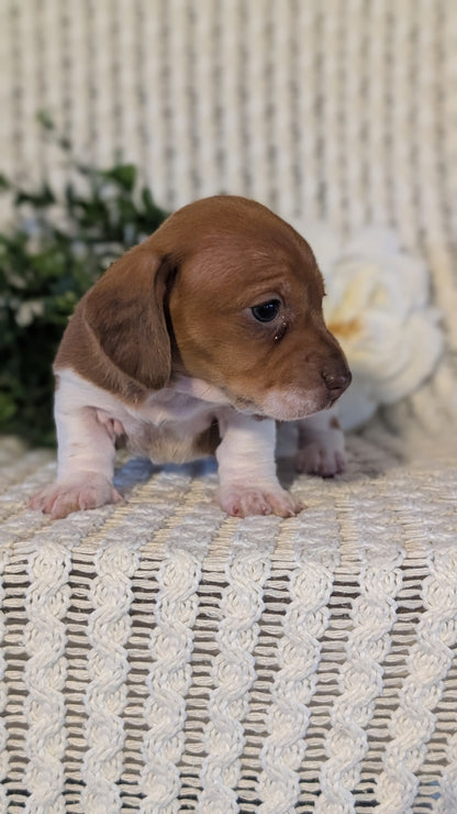 MINI DACHSHUND (JAN 16) FEMALES
