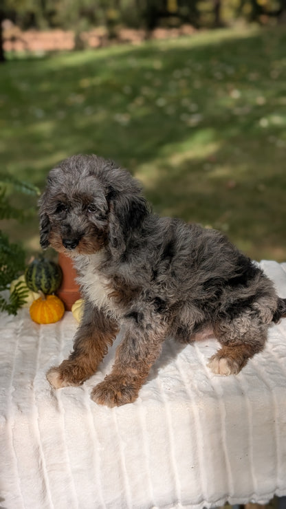 MINI BERNEDOODLE (07/25) MALE