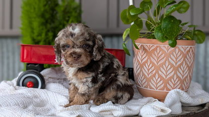 COCKAPOO (MAY 10) MALES