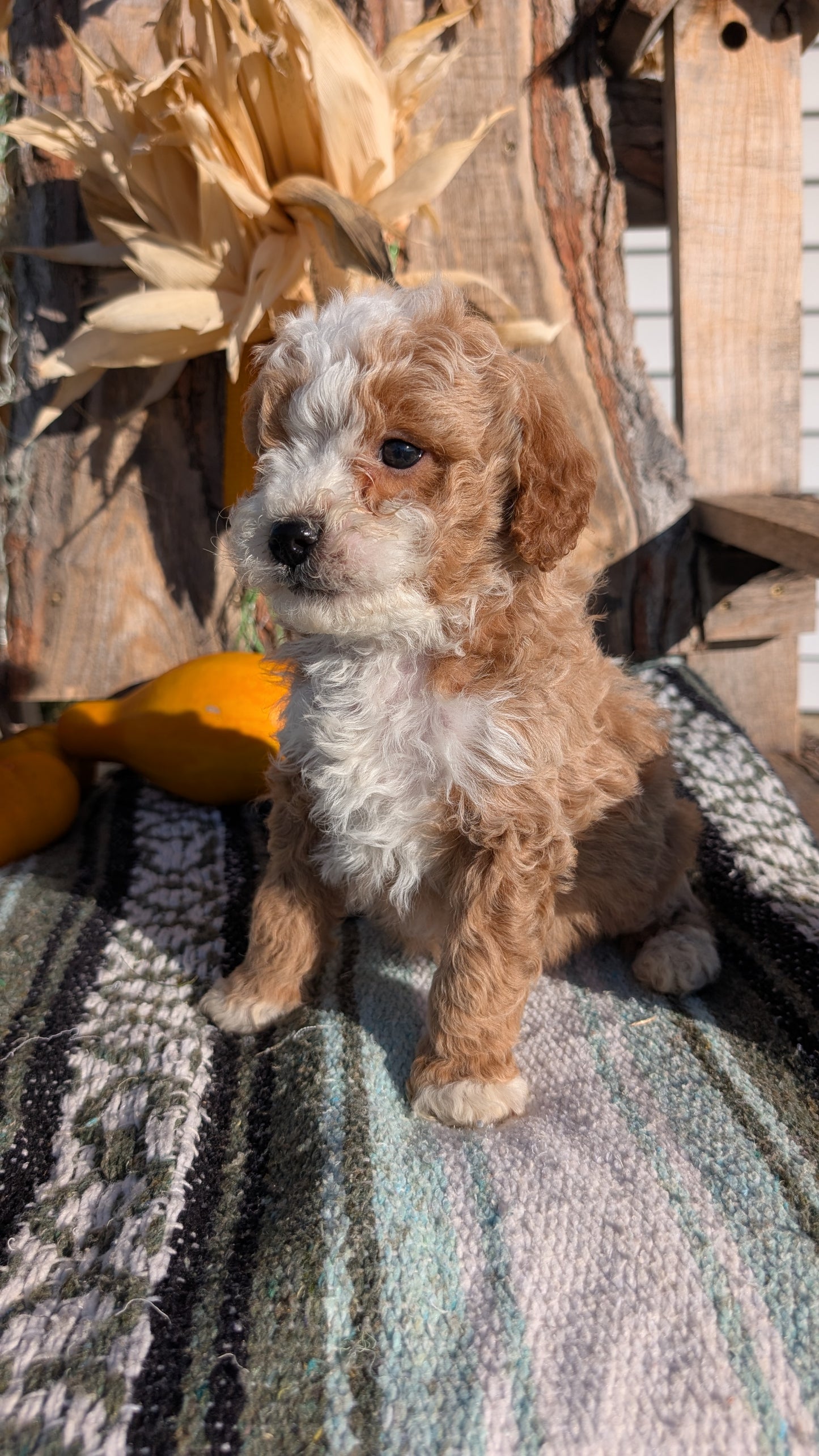 CAVAPOO (OCT 02) MALES